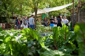 Depending on your garden's size, soil conditions and light levels, you could plant deciduous trees with light airy foliage such as betula, amelanchier, cornus, malus, prunus, acer and sorbus. Urban Gardening In Berlin Visitberlin De