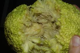 Image result for Maclura africana