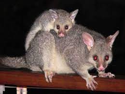 Possum Barfblog Australian Possum Australian Native Animals Australian Animals