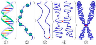 We did not find results for: Difference Between Duplicated Homologous Chromosomes