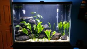 Just Set Up A Pea Puffer Tank Fresh Water Fish Tank Fish Tank Aquarium Fish