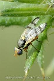 Image result for Richardsiella eruciformis