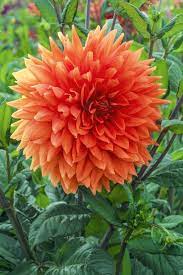 Dinnerplate Dahlia Mrs Eileen K Van Bourgondien Showy Flowers Dahlia Flowers