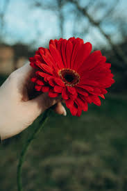 Image result for Gerbera