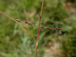 Image result for Andropogon canaliculatus