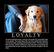 Dogs and cats are from different species of animals, appealing to different types of people. Loyal Dogs Hahaha Loyal Dogs Dogs Dog Quotes