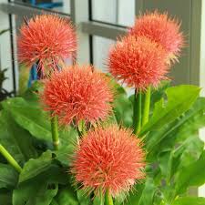 Image result for Scadoxus pole-evansii