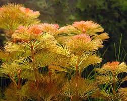 Red Cabomba Planted Aquarium Aquatic Garden Freshwater Plants