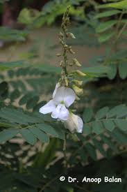 Image result for Tephrosia interrupta