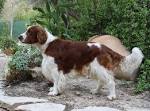 Cocker Spaniel Dog Breed Information, Pictures ...