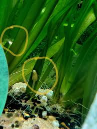 Image result for Vallisneria