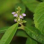 Image result for Polygala sphenoptera