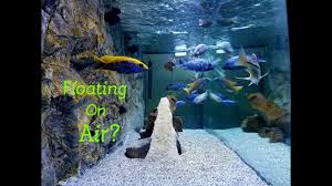 How do you siphon water out of a fish tank? Are They Floating Simple Tips On Crystal Clear Aquarium Water Youtube