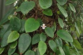 Image result for Begonia horticola