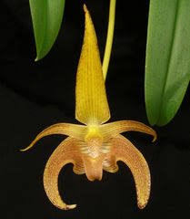 Image result for Bulbophyllum humblotii