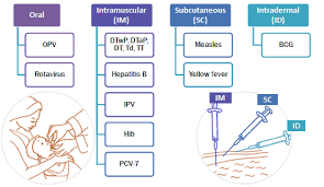 Module 2 Route Of Administration Who Vaccine Safety Basics