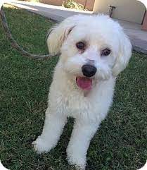 When you adopt a pet, not only are you adding to your family, you're saving a life. Scottsdale Az Bichon Frise Meet Binky A Pet For Adoption