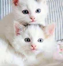 N Unal Yavru Kediler Kedi