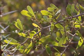 Image result for Gymnosporia senegalensis