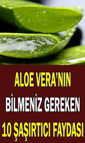 Aloe Veranin Faydalari Aloe Vera Cilt Bakimi Ve Tedavide Kullanimi Dogal Saglik Aloe Saglikli Yasam