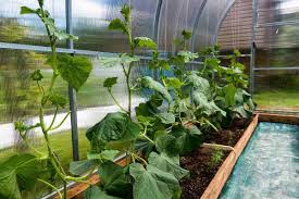 Learn how to grow cucumbers, and tips for growing cucumbers from seeds or transplants in your vegetable garden. Growing Cucumbers In Pots From Seed Cucumber Care Gardening Tips