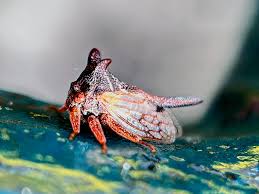 Image result for Oxyrhachis