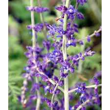 Image result for Perovskia atriplicifolia 'blue spire'