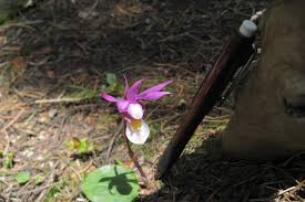 Image result for Neobolusia ciliata