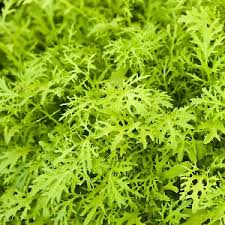 Image result for Cucumis ficifolius