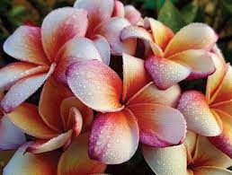 Plumeria (/pluːˈmɛriə/) is a genus of flowering plants in the family apocynaceae. Corona Surprise Plumeria Note Card Cafe
