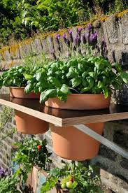 Sonnengereifte tomaten aus dem eigenen garten? Anleitung Tomaten Pflanzen Leicht Gemacht Tomaten Pflanzen Tomaten Garten Tomatenpflanzen