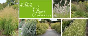 Gräser im garten wirken auflockernd und geben leichtigkeit. Staudenkulturen Stade Der Stauden Shop Im Internet