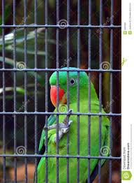 Parrot In Cage Google Search Parrot Bird Pet Birds