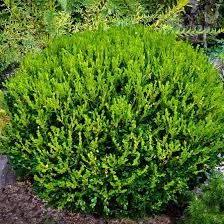 Fall often is best for planting to give the roots time to take hold before winter cold sets in. Winter Gem Boxwood Winter Gem Boxwood Boxwood Landscaping Landscaping Trees