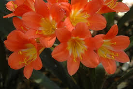 When she saw it, she went to pick it which allowed hades to kidnap her. Clivias For Shade Life Is A Garden