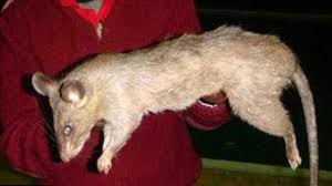 Ruyada Kedi Buyuklugunde Fare Gormek Ruyandagor Com