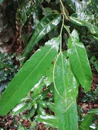 Image result for Klainedoxa