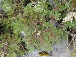Image result for Selaginella imbricata
