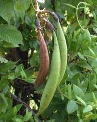 If the pods are allowed to open and pour out their seeds, you will find many new plants next year. Pin On Trumpet Vine