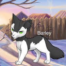 Pin On More Cats