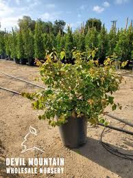 Image result for Xymalos