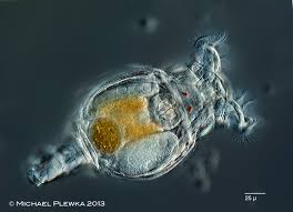 Image result for Eragrostis rotifer