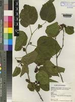 Image result for Morus indica