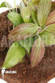 These plants aren't fans of chilly weather, and if the temperature dips below 50 degrees fahrenheit, the plant may suffer chill damage. Araflora Exotic Flora More Hoya Merrillii Long Leaf L