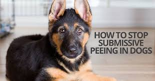 Why Does My Dog Pee On The Floor Every Time I Come Home Dog Pee Dog Training Puppy Training
