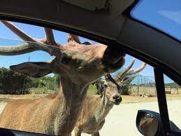 Adéntrate en la naturaleza del bosque mediterráneo y practica el ecoturismo por rutas y senderos espectaculares con toda la familia. Safari Madrid Aufnahme Von Safari De Madrid Tripadvisor