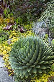 Image result for Aloe pienaarii