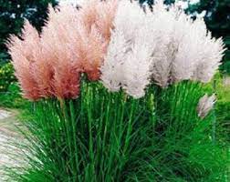 Pink Pampas Grass Cortaderia Selloana Fast Growing Ornamental Grass Seeds Perennial Zones 7 1 Pink Pampas Grass Tall Ornamental Grasses Pampas Grass Seed
