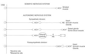 Image result for Sympathetic Nervous System
