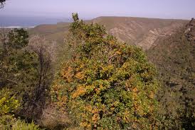 Image result for Pterocelastrus